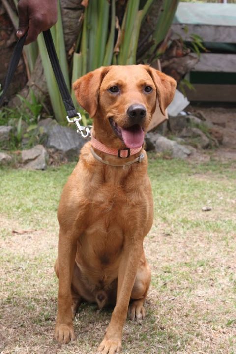 Calmer than Lumi, Cooper is an intelligent red-colored labrador. Together, the two dogs form a "perfect team."