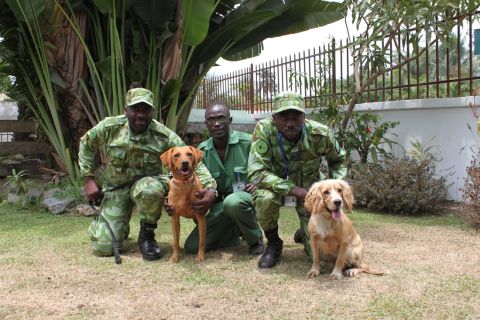 Meet Lumi (right) and Cooper (left), Gabon's newest weapons in the fight against rampant poaching.