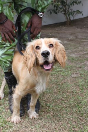 Lumi, a highly energetic cocker spaniel, is "absolutely perfect for the job," according to his trainer Louise Wilson, of Wagtail UK. "He is very enthusiastic -- you could say to the point of obsessive -- for a tennis ball." Once they make a find, the dogs are given a ball as a reward.