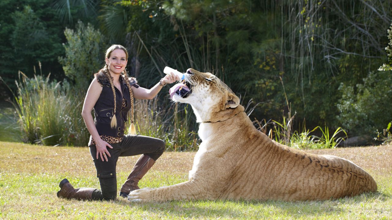 El feino vivo más grande es Hércules, un híbrido de tigre y león que vive actualmente en el Myrtle Beach Safari, una reserva en Carolina del Sur. En total mide 3,33 metros y pesa 418,2 kilogramos.