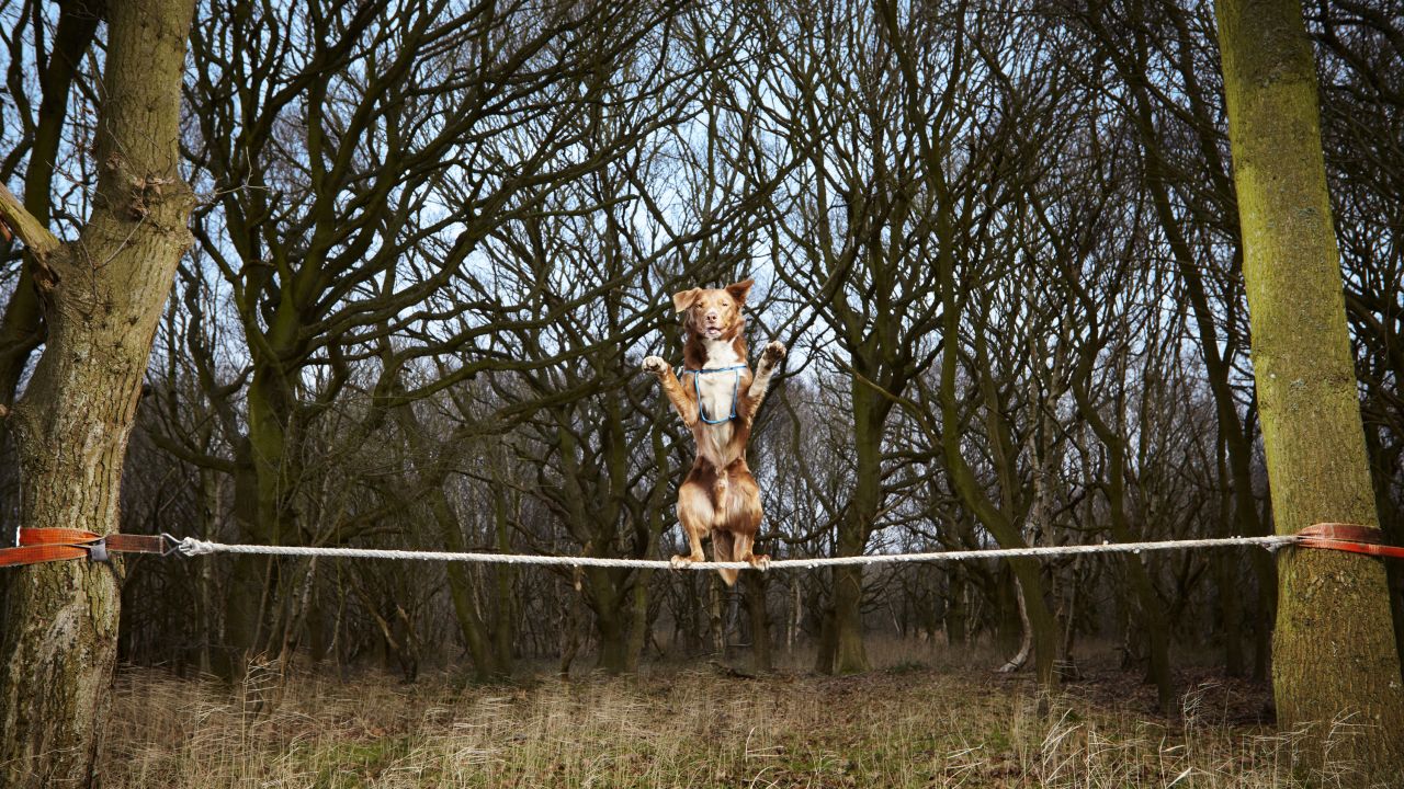 El cruce más rápido sobre una cuerda floja por un perro fue de 18,22 segundos y lo consiguió Ozzy, un cruce de Border Collie/Kelpie, el 1 de febrero en Norfolk, Gran Bretaña.