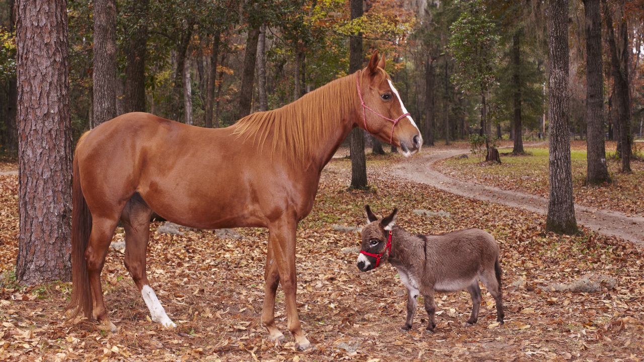 El burro más bajito del mundo es KneeHi, nacido en 2007, con una altura de 64,2 centímetros, medida en Best Friends Farm, en Gainesville, Florida, el 26 de julio de 2011.