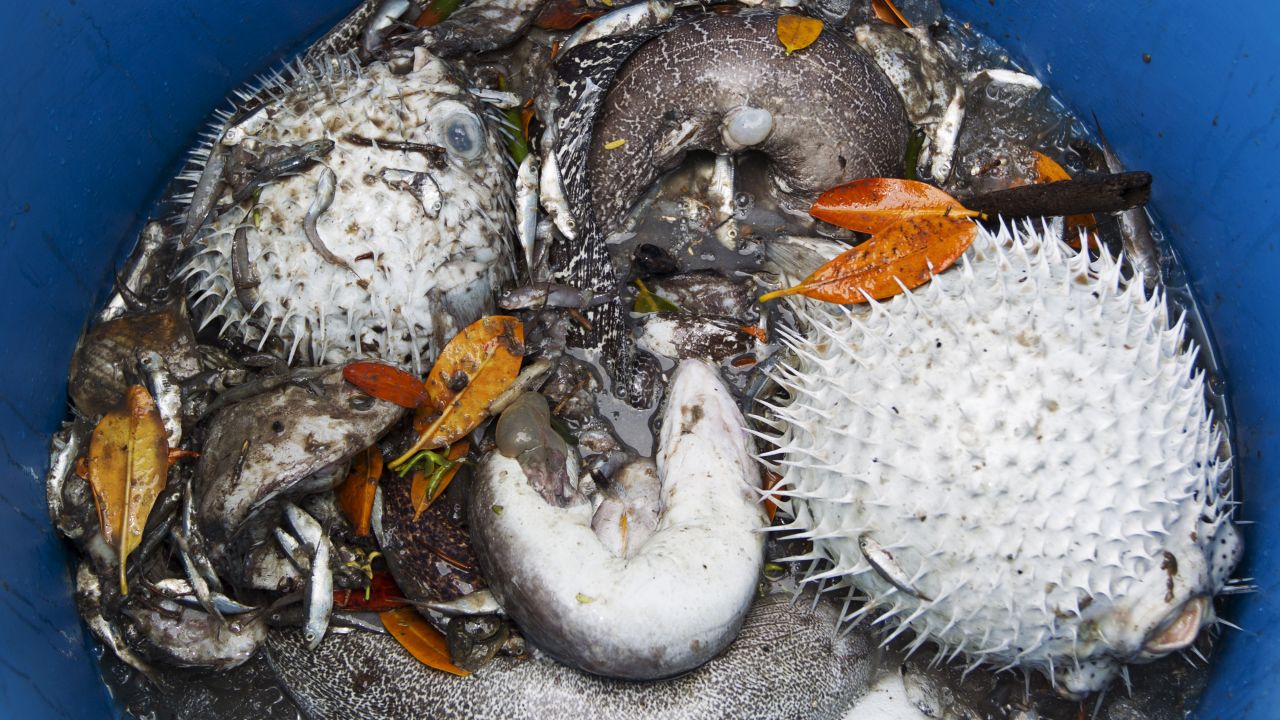 Molasses spill in Hawaii CNN