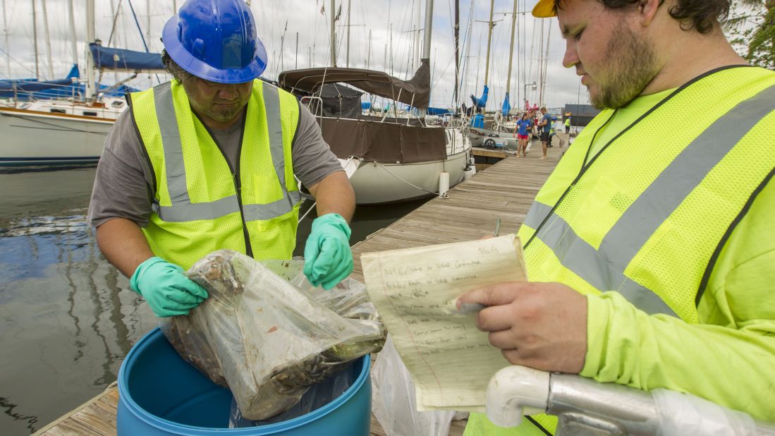 Pacific Environmental Corp. employees toss dead fish into a barrel on the La Mariana Sailing Club dock in the Keehi Lagoon in Honolulu on Thursday, September 12. A cracked pipe leaked about 233,000 gallons of molasses near the Honolulu Harbor and is being blamed for the killing of marine life. The cracked pipe has been repaired and is no longer leaking molasses.