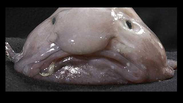 Blobfish declared world s ugliest animal CNN