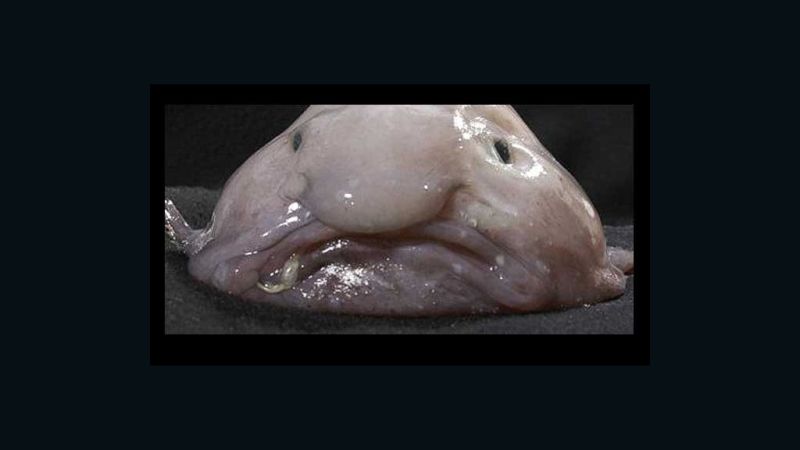 Blobfish declared world's ugliest animal | CNN