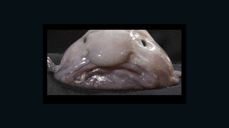 Blobfish, facts and information