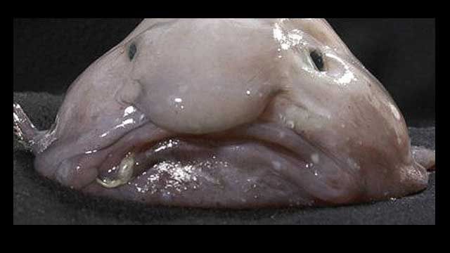 This Blobfish Is the World's Ugliest Animal