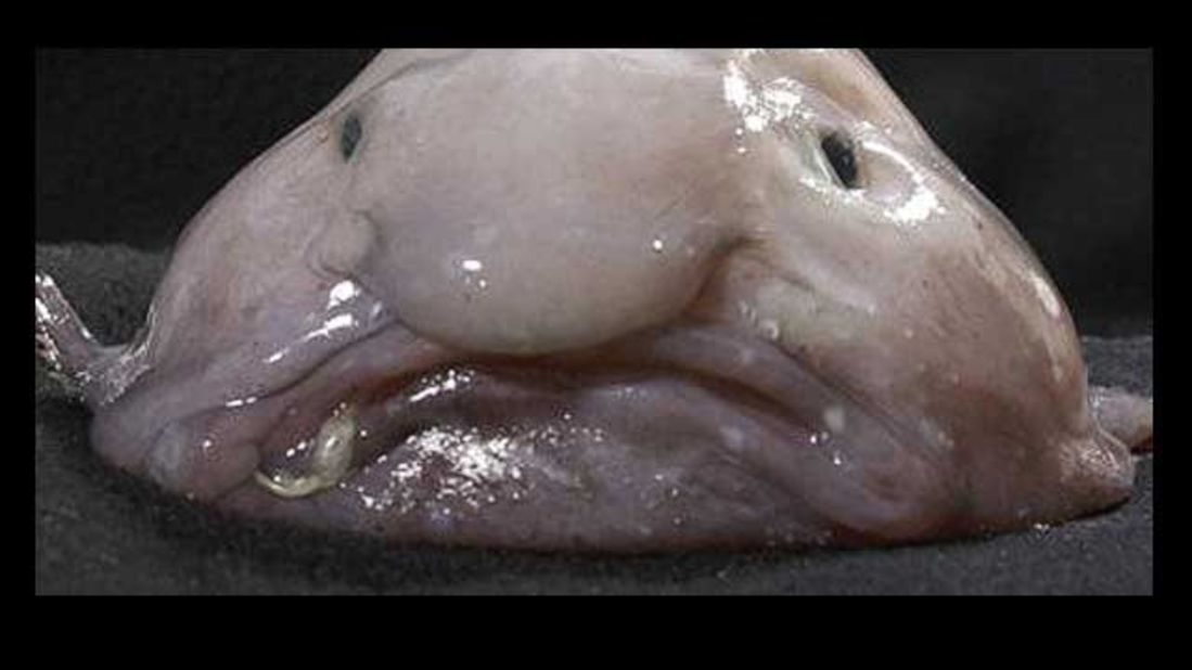 Blobfish Named World's Ugliest Animal 