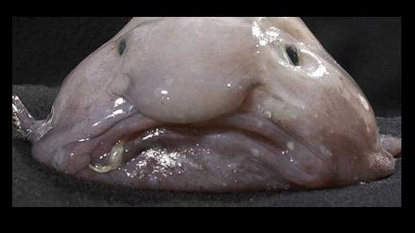 The Ugly Animal Preservation Society named the blobfish as its mascot after a global online vote in 2013. The gelatinous fish lives <br />at depths of up to 1,200 meters off the coast of Australia where it feeds on crabs and lobsters. It's under threat as it often gets caught up in fishing nets... but you wouldn't want to eat it.