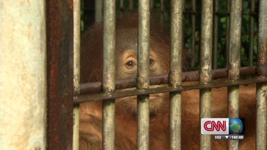 Rehabilitating Orangutans_00011110.jpg