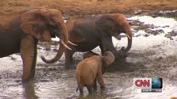 Saving Kenyan Elephants_00000101.jpg