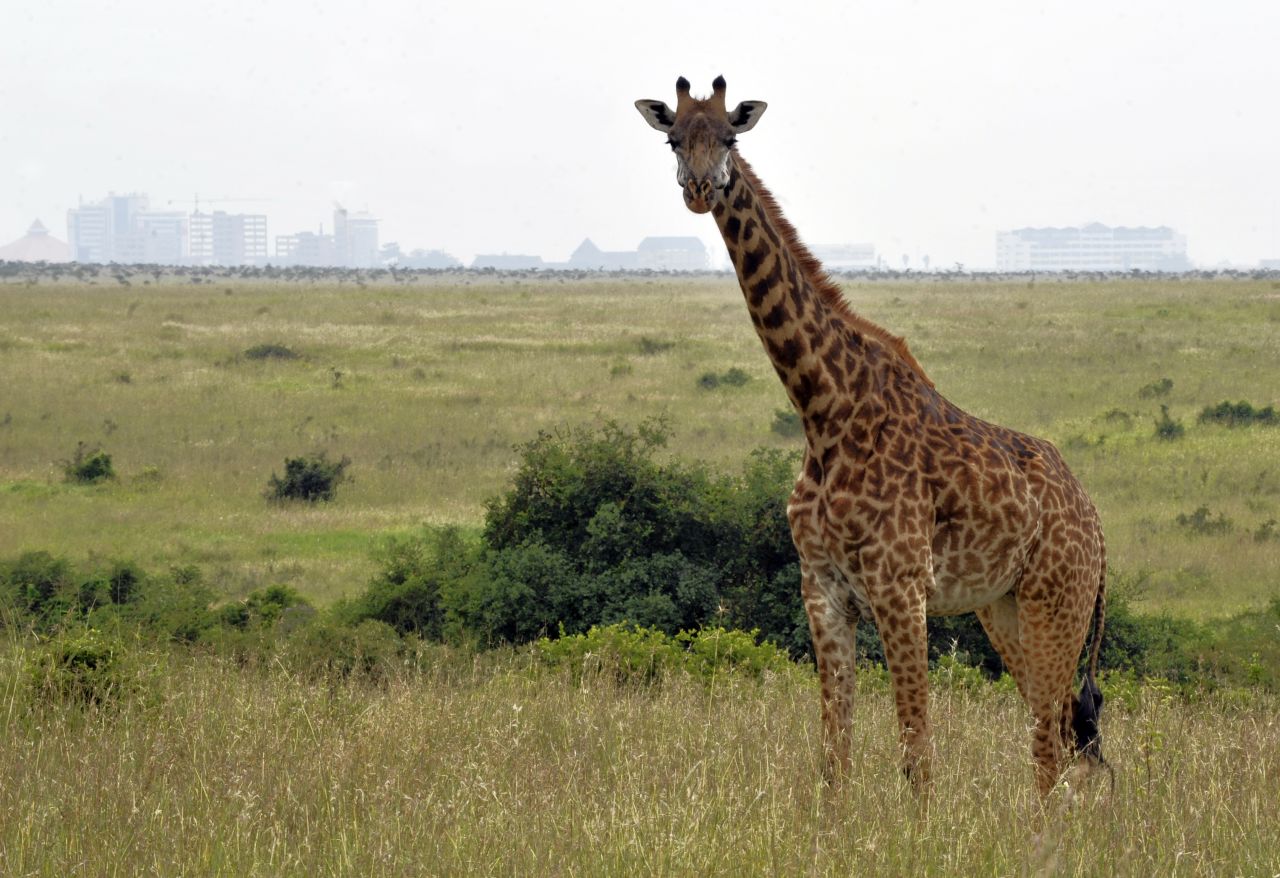 Nairobi dedicates 10-15% of its land to public space, whereas cosmopolitan cities like New York operate at 30%, according to Jeanette Elsworth, of U.N. Habitat.