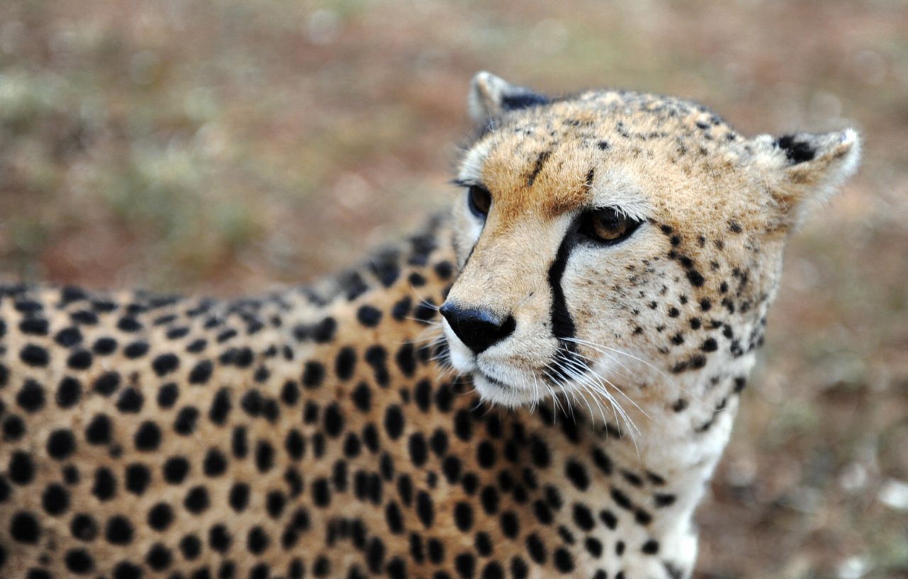 The capital's growth and lack of planning means that the wildlife in the park have fallen victim to Nairobi's expansion.