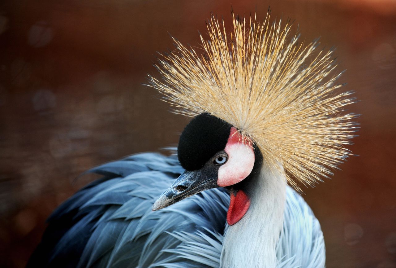 Lions, gazelles, giraffes, antelope and zebras live in the park -- as does the East African crested crane, pictured.