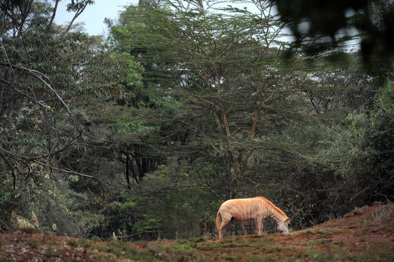 Some of those fighting to protect the park argue that many locals see it as a commodity, rather than a resource.