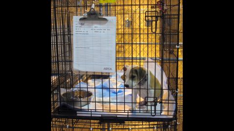 The American Society for the Prevention of Cruelty to Animals converted an air-conditioned warehouse into a temporary shelter to care for 253 of the dogs. Many of the puppies were found in 90-degree heat with no water and attached to chains twice their weight.