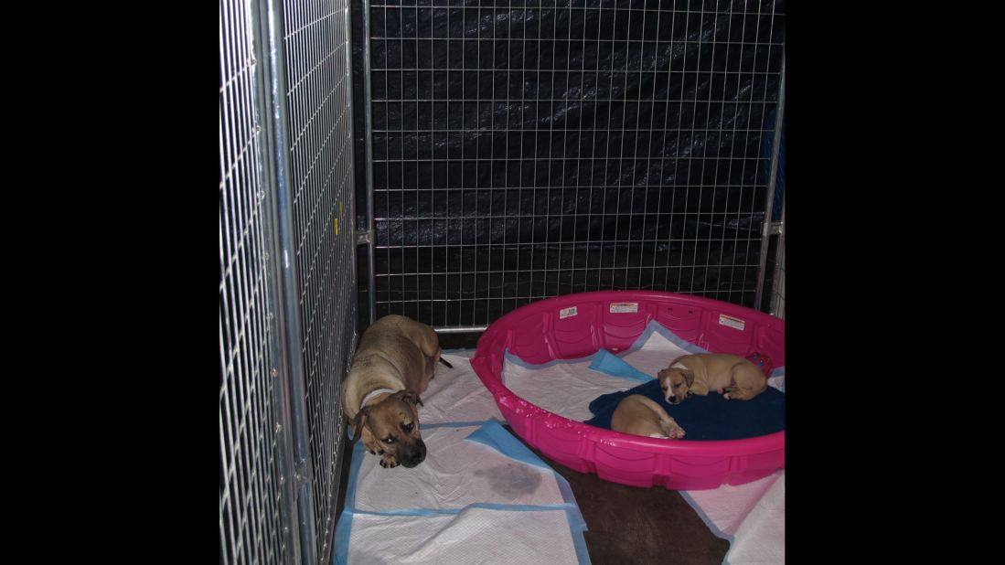 Shelter workers have identified six pregnant dogs, but based on experience they expect to find anywhere between five to 10 more to be pregnant.