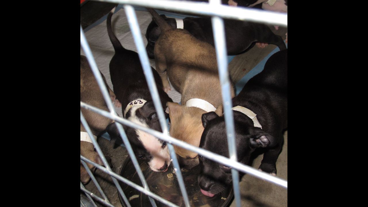 A special area has been set up for the pregnant dogs and those that are nursing their puppies. 