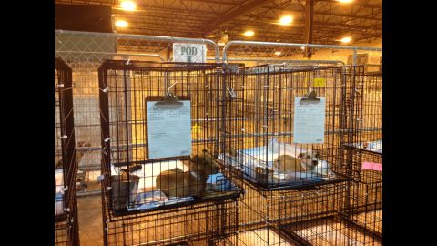 The dogs are under quarantine, isolated in their cages and kept indoors until the ASPCA medical team can confirm they are free from disease.