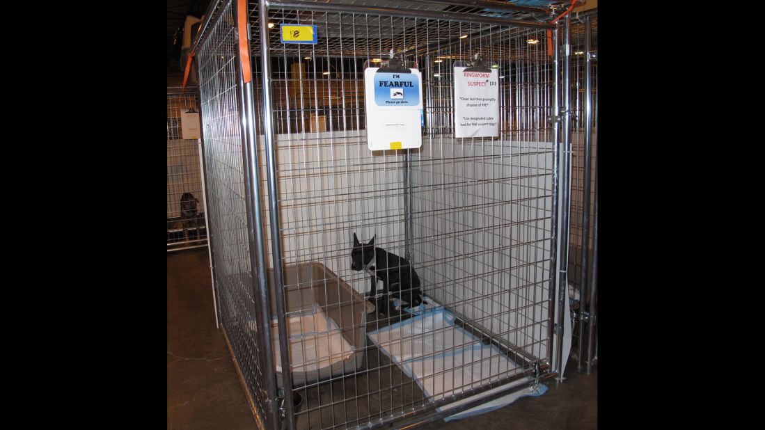 This black pit bull mix panics at the sight of a person. His ears stand straight up and he cowers in the corner of his cage as his body trembles. The sign on his cage says., "I¹m FEARLFUL, please go slowly.