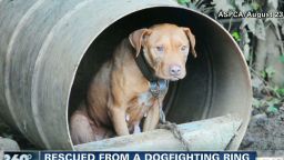 ac dnt Tuchman dogfighting victims rescued_00010203.jpg
