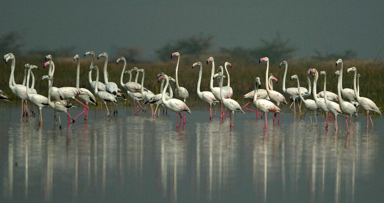 Migratory birds, greater flamingos rest at the Nal Sarovar Bird Sanctuary near  Ahmadabad. Mainly inhabited by migratory birds in winter and spring, it is the largest wetland bird sanctuary in Gujarat, and one of the largest in India.