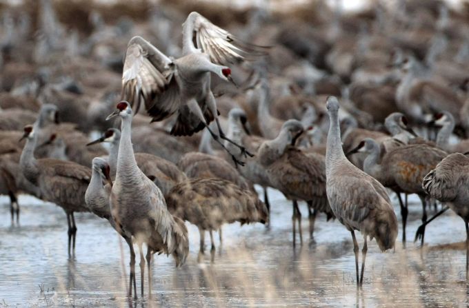 Greater sandhill cranes migrate to the San Luis Valley in Colorado late winter every year. More than 25,000 cranes stop to rest and feed as they travel from their wintering grounds of Mexico, Arizona and New Mexico to their summer homes in the northern Rocky Mountains.