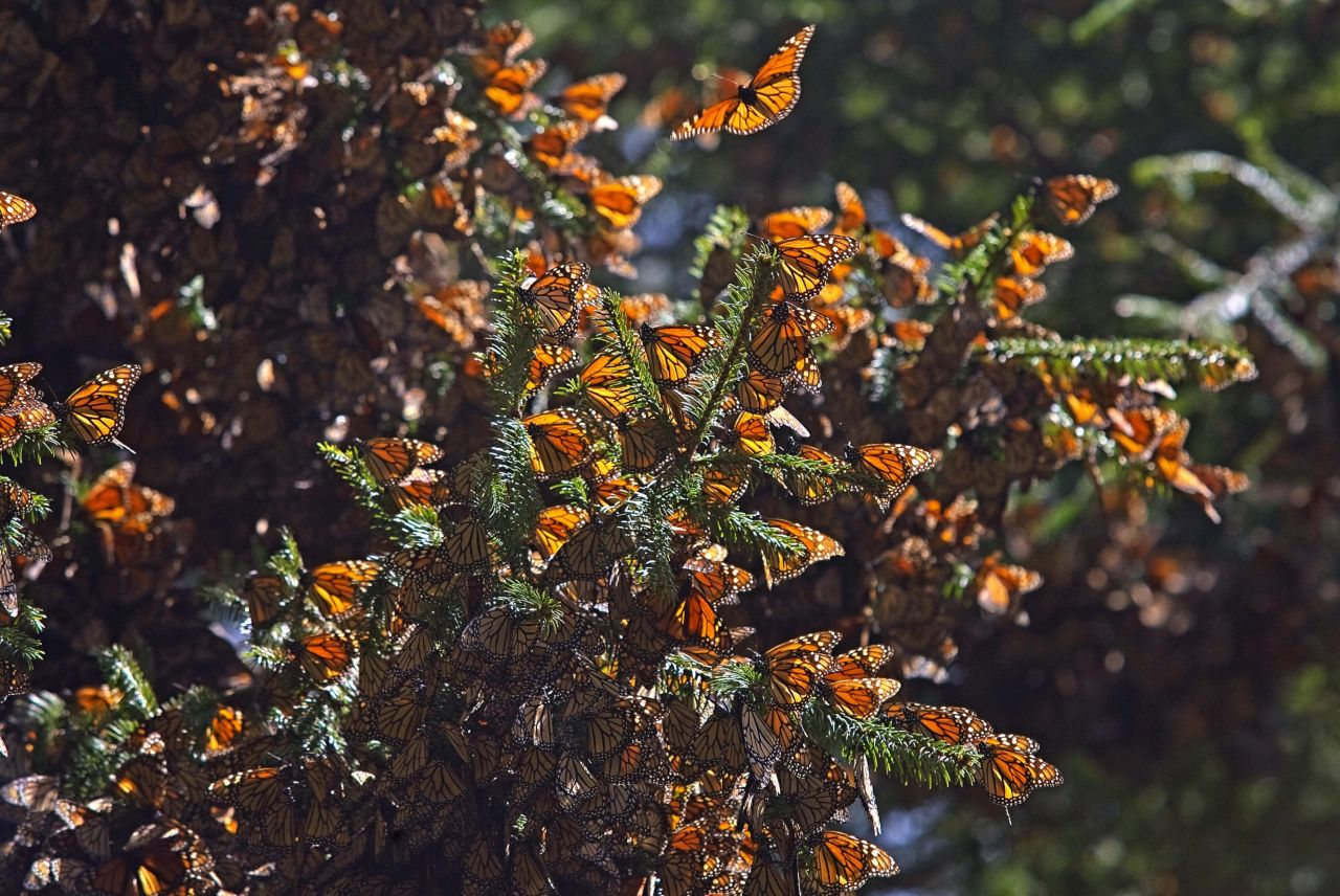 Thousands of monarch butterflies descend into Pacific Grove, California from October, and stay throughout the winter months. Around Valentine's Day, the butterflies stick around to perform their mating rituals.  