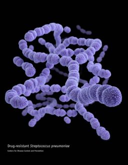 Most cases of bacterial pneumonia are caused by the streptococcus bacteria.