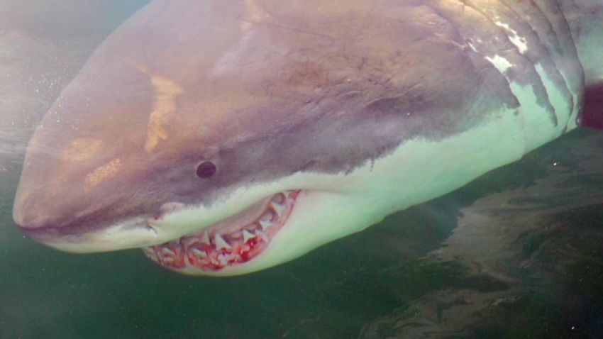 spc art movement shark migration_00014411.jpg