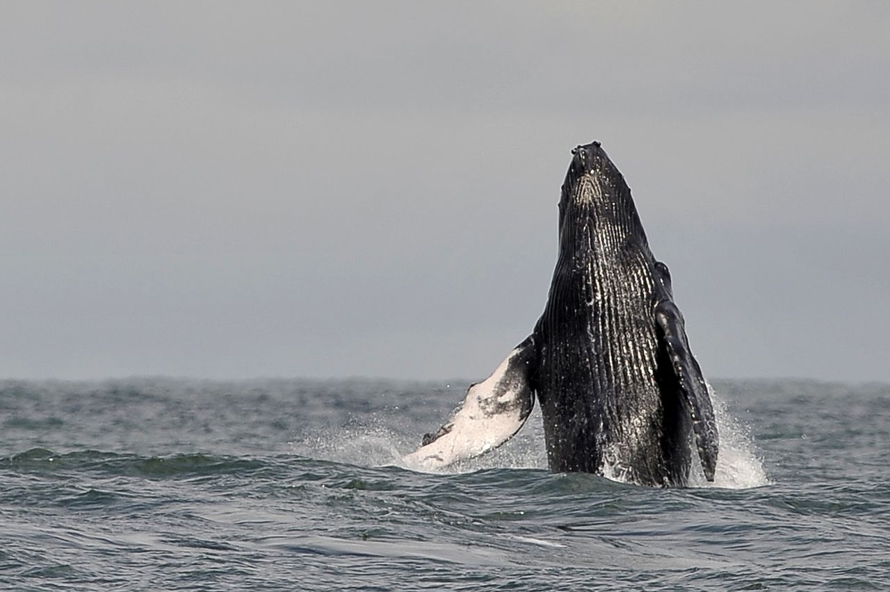 Between June and November, humpback whales undertake a seasonal migration from the Antarctic Peninsula to the equatorial coast of Colombia to breed, feed and rest. 