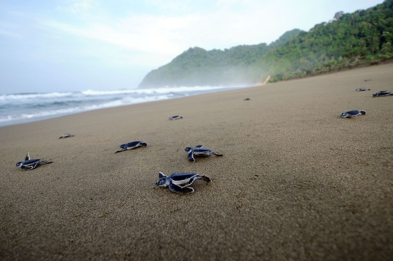 Sea turtles often migrate hundreds (sometimes thousands) of miles between their breeding and feeding grounds. Freshly hatched baby turtles will head to the sea to find cover from predators and a ready food source. Green sea turtles in Indonesia (pictured) face an added danger from poachers, who can turn a high profit by trading turtle eggs.