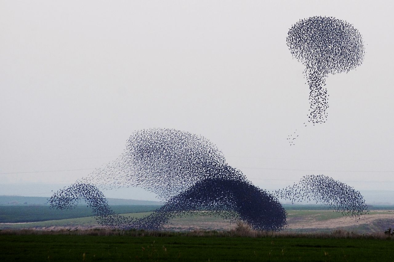 When starlings make their yearly winter migration, they travel en-masse. Some equate their unusual formations to an aerial ballet. Last January, they traveled to Israel -- the first time they'd visited the country in 20 years. 
