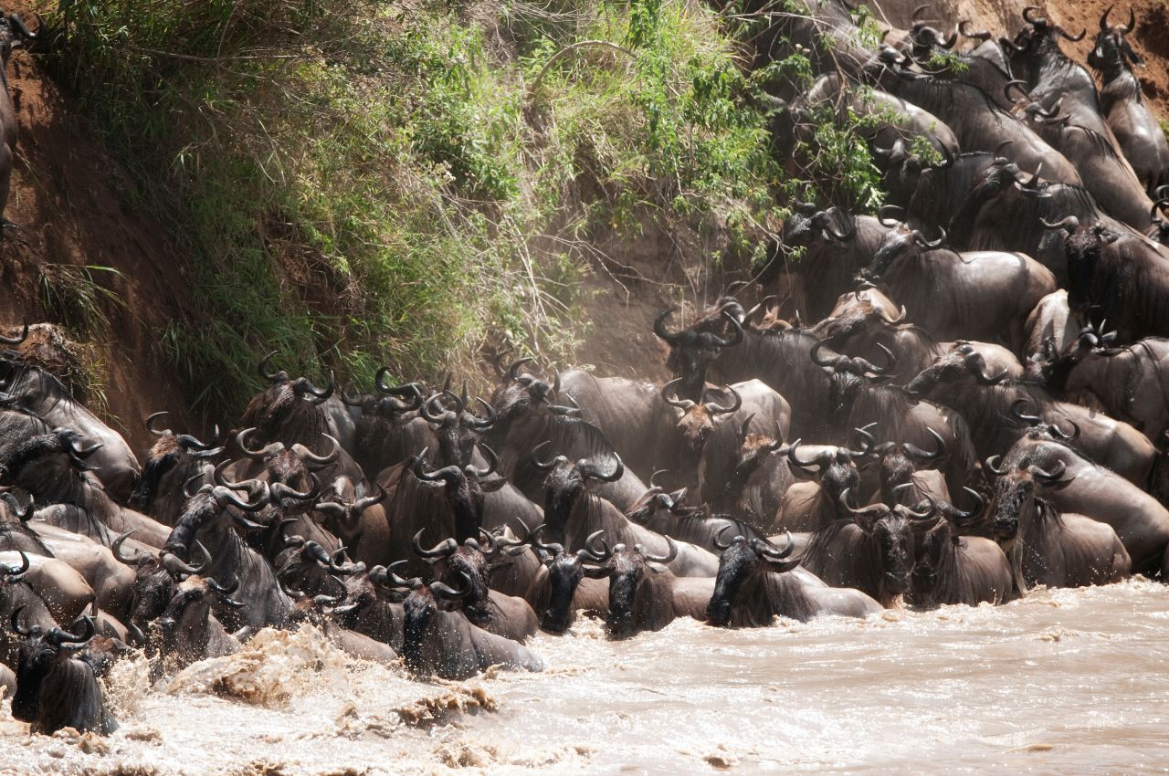 Over a million wildebeests trek north in the Serengeti each year and attempt to cross the Grumeti  River. The water is infested with crocodiles, and many of the animals fall victim to the aquatic predators. 