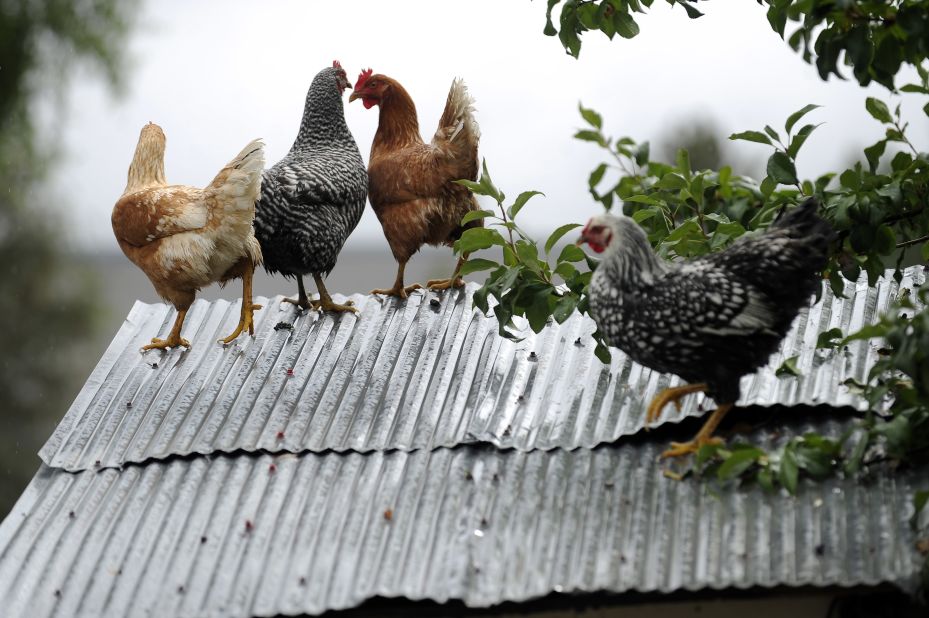 Chickens take refuge on the roof of their coop to escape floodwater in the backyard of a home in Longmont, Colorado, on September 15. 