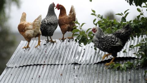 Chickens take refuge on the roof of their coop to escape floodwater in the backyard of a home in Longmont, Colorado, on September 15.