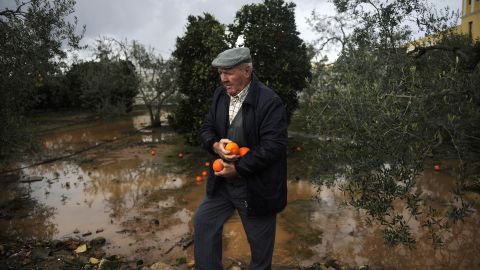 A man takes oranges from the tree in Bollullos de la Mitacion, Spain, on January 4, 2010. 