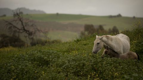 A mare and her foal graze near Malaga, Spain, on March 5.
