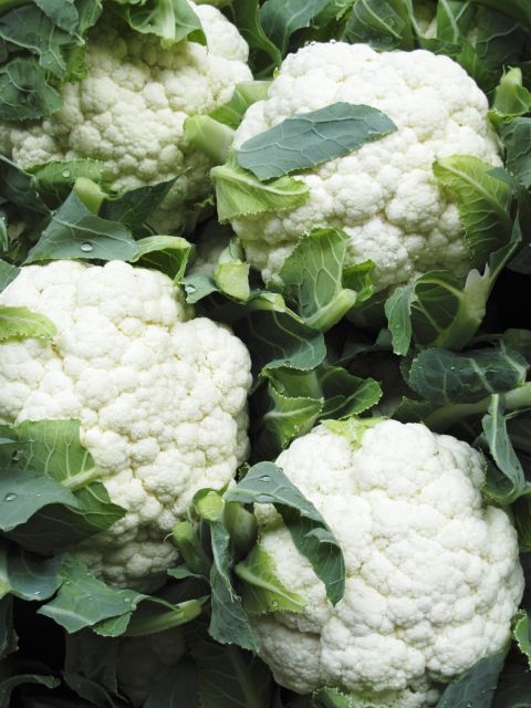 <strong>Cauliflower:</strong> The sweet, slightly nutty flavor of cauliflower is perfect for winter side dishes. It's wonderful steamed, but it can also be blended to create a mashed potato-like texture or pureed into soup. <br /><br />Health benefits include<br />• Compounds that may help to prevent cancer <br />• Phytonutrients may lower cholesterol<br />• Excellent source of vitamin C <br /><br />Harvest season: September to June