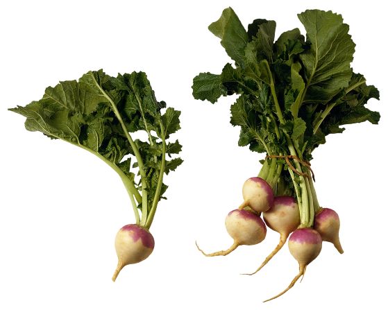 <strong>Turnips:</strong> Tender and mild, these root vegetables are a great alternative to radishes and cabbage. To flavor these veggies, use fennel, bread crumbs or even brown sugar. Turnip leaves, which taste like mustard leaves, are easy to cook and dense in nutrients. <br /><br />Health benefits include<br />? The roots are a good source of vitamin C <br />? Turnip leaves are an excellent source of vitamins A, K and folate <br /><br />Harvest season: September to April