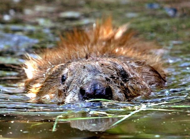 Beavers have been reintroduced into Scotland after 400 years; there's a colony of the buck-toothed creatures in Knapdale Forest.
