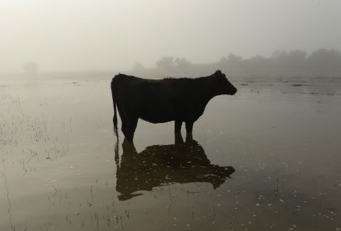 A cow stands in floodwater near Kersey, Colorado, on September 17.