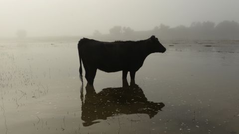 A cow stands in floodwater near Kersey, Colorado, on September 17.