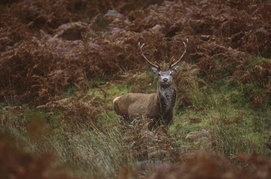 The Isle of Islay is one of Scotland's top places to see red deer stags fighting over territory with their antlers. Oh, and you might spot dancing  March hares, too.