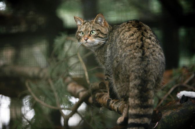 Yes, Scotland has its own wild cat -- so-called Highland tigers -- although there are only 100 left in the wild. If you're very lucky you might spot one in Cairngorms National Park.