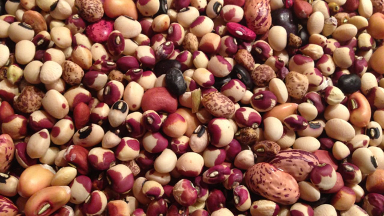 Heirloom beans and shell peas grown on a roof deck and stoop in Brooklyn, New York. Many are from very old strains saved by the gardeners at <a href="http://www.blackberryfarm.com/farm/produce-gardens" target="_blank" target="_blank">Blackberry Farm</a> in the Great Smoky Mountains.