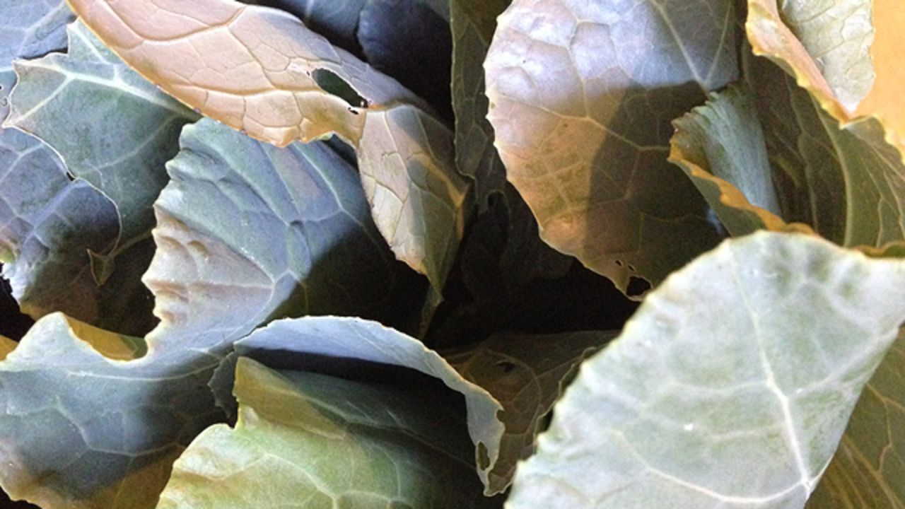 Collard greens planted on a Brooklyn roof deck in fall of 2012 were tender, sweet and ready to eat at the tail end of summer 2013.