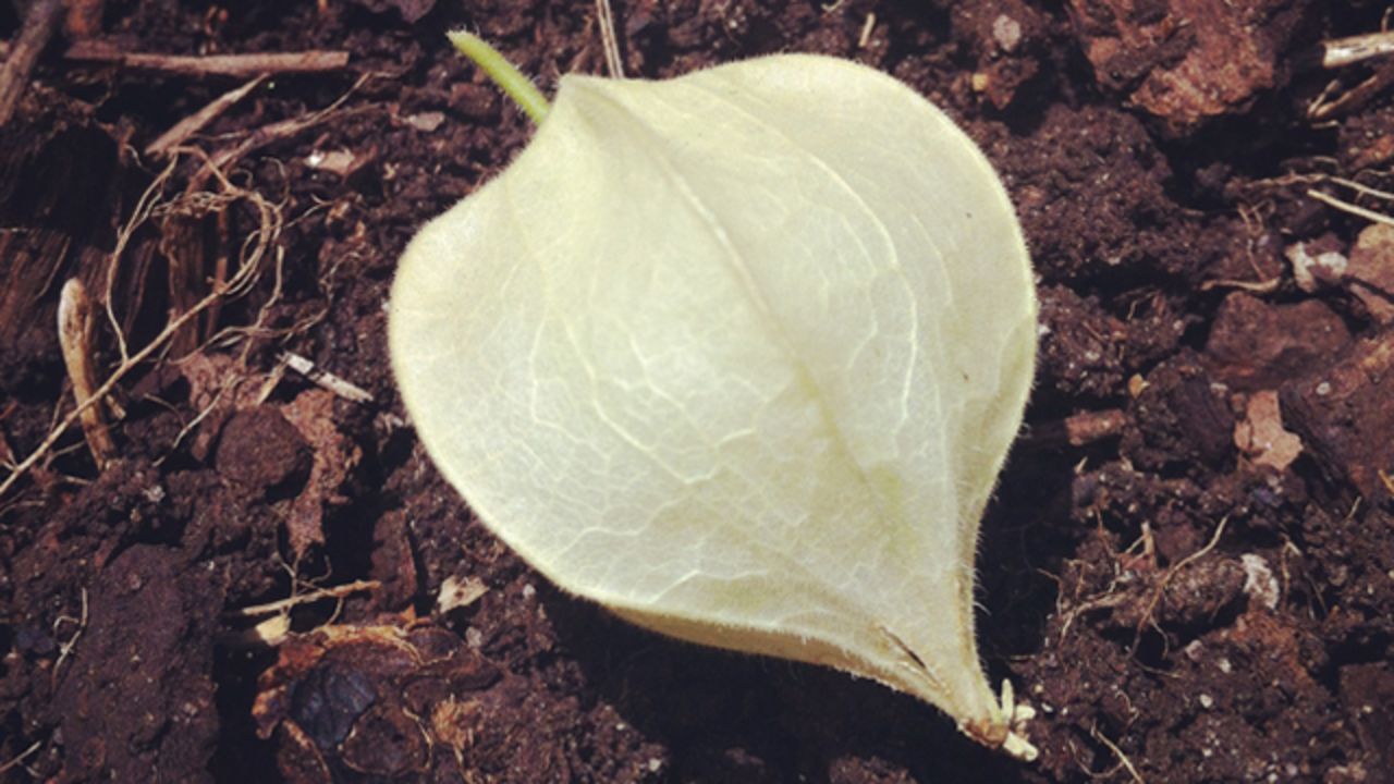 The seeds for these ground cherries were planted several years ago and have self-seeded ever since.