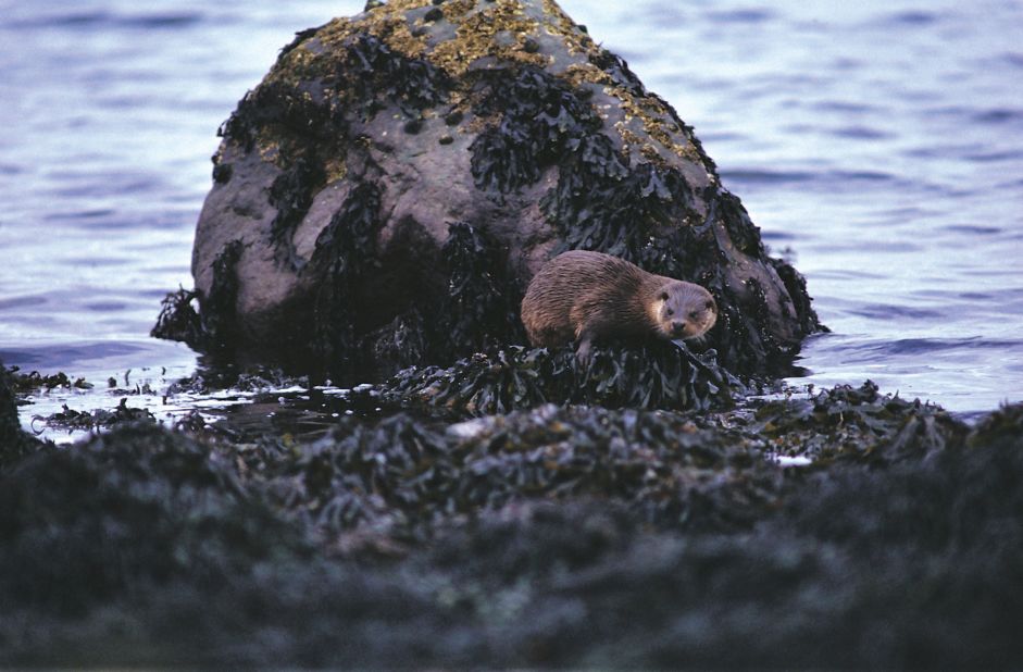 You can spot shy otters -- as well as minke whale, dolphins and porpoise -- around the Isle of Mull.